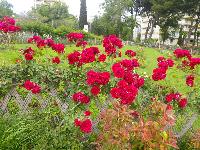 CervantesRoseGarden-2013-05-12-b.jpg