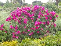 CervantesRoseGarden-2013-05-12-c.jpg