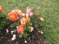 CervantesRoseGarden-2013-05-12-d.jpg