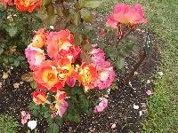 CervantesRoseGarden-2013-05-12-e.jpg