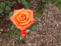 CervantesRoseGarden-2013-05-12-g.jpg