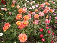 CervantesRoseGarden-2013-05-12-i.jpg