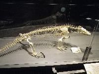 Cleveland-2015-10-10-NaturalHistoryMuseum-d.jpg