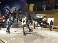 Cleveland-2015-10-10-NaturalHistoryMuseum-g.jpg