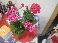 Flowers-2013-05-16.jpg