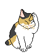 Cat rubbing its face