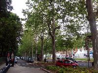 Toulouse-Trees-2018-06-03-a.jpg