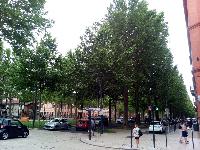 Toulouse-Trees-2018-06-03-b.jpg