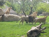 Valencia-Bioparc-2016-05-26-l.jpg