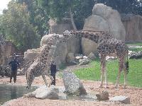 Valencia-Bioparc-2016-05-26-t.jpg