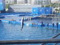 Valencia-OceanograficDolphinShow-2016-05-24-a.jpg