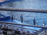 Valencia-OceanograficDolphinShow-2016-05-24-b.jpg