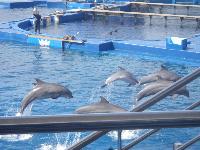 Valencia-OceanograficDolphinShow-2016-05-24-c.jpg