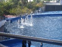 Valencia-OceanograficDolphinShow-2016-05-24-d.jpg