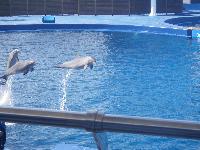 Valencia-OceanograficDolphinShow-2016-05-24-e.jpg
