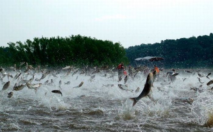 Lots of fish jumping out of the water