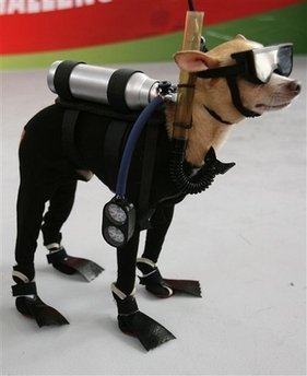 Dog wearing SCUBA gear